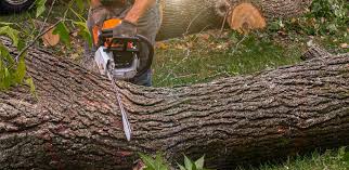 Best Firewood Processing and Delivery  in Tusculum, TN