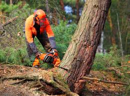 Organic Lawn Care Solutions in Tusculum, TN