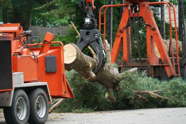 Best Tree Cabling and Bracing  in Tusculum, TN