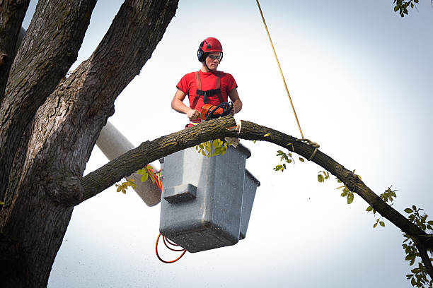 Best Tree Preservation Services  in Tusculum, TN