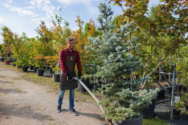 Best Tree Removal  in Tusculum, TN