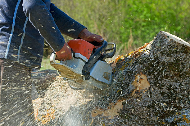Best Tree Health Inspection  in Tusculum, TN
