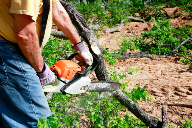 Best Tree Risk Assessment  in Tusculum, TN