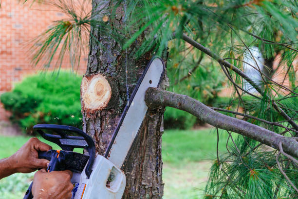 Best Palm Tree Trimming  in Tusculum, TN
